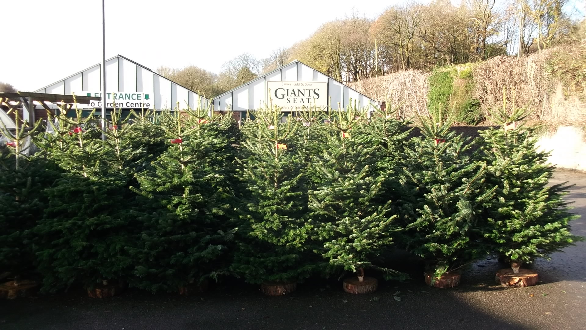 CAR PARK DISPLAY OF TREES Giants Seat Garden Centre